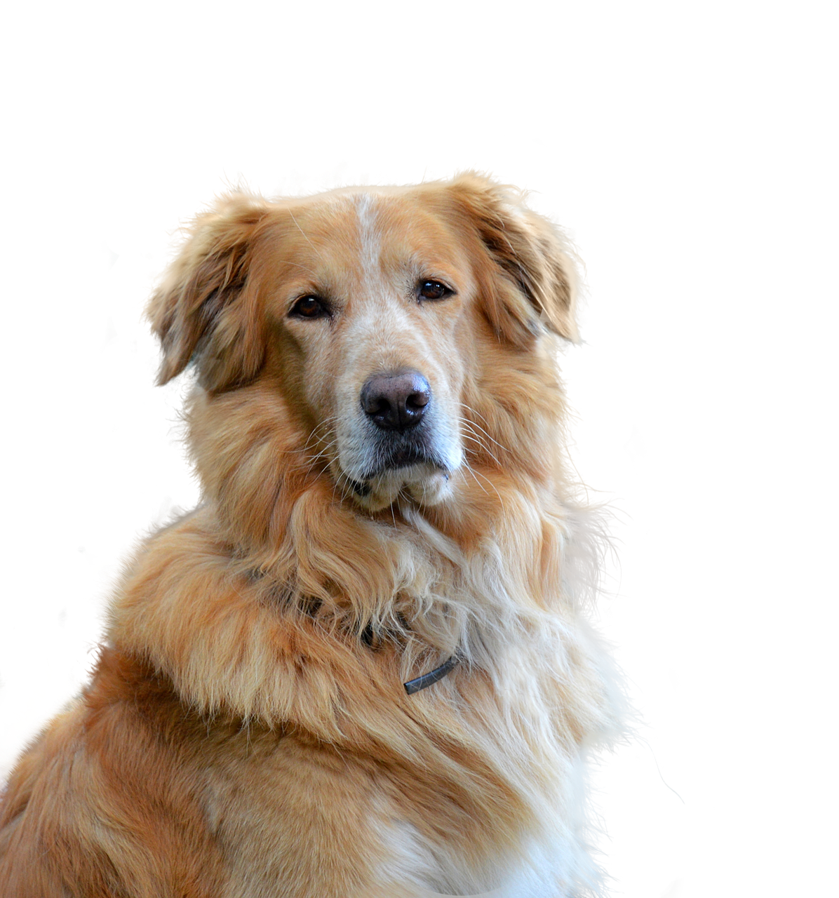 golden retriever, isolated, dog, domestic animal, animal portrait, big dog, purebred dog, fur, dear, pet, nature, cute, animal, snout, hair