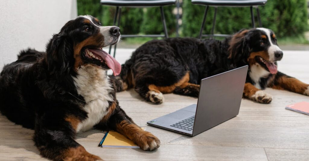 Two Bernese Mountain Dogs lying next to a laptop with playful expressions. Outdoor setting.