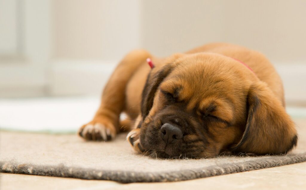 A cute puppy peacefully sleeping indoors on a soft mat.